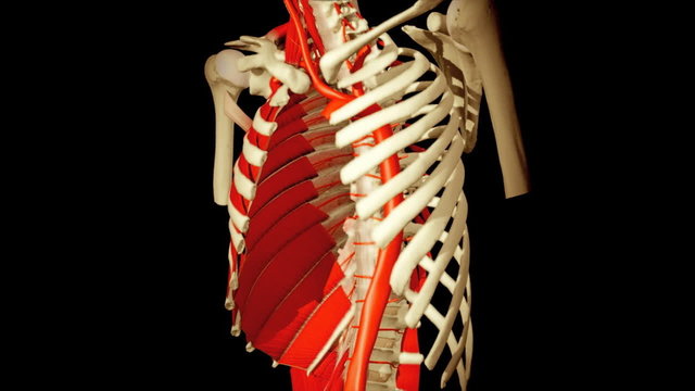 3D animation illustrating the human anatomy