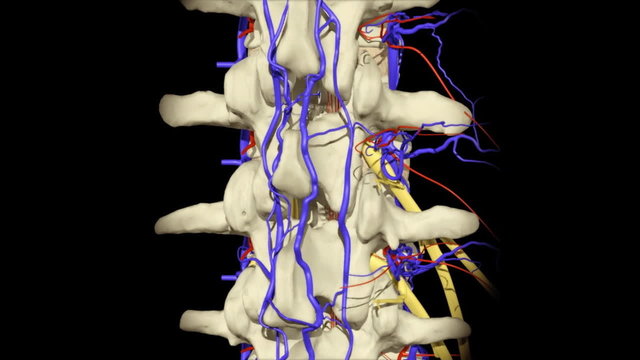 3D animation illustrating the human anatomy