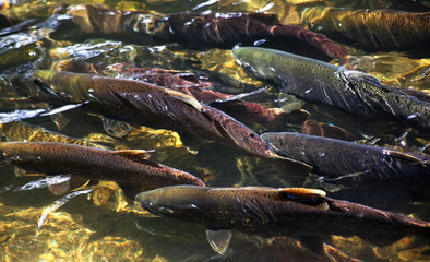 Obraz premium Multi-colored Salmon Spawning Up River Issaquah Creek Washington