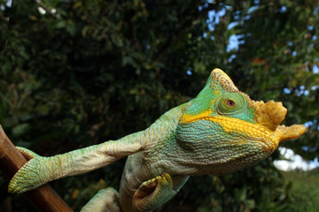 Yellow Lip Ranomafana