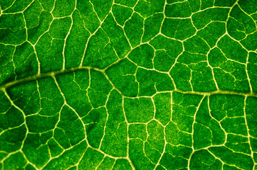 Texture of leaf