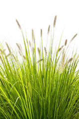 Grass on white background