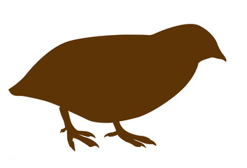 silhouette of the quail on white background