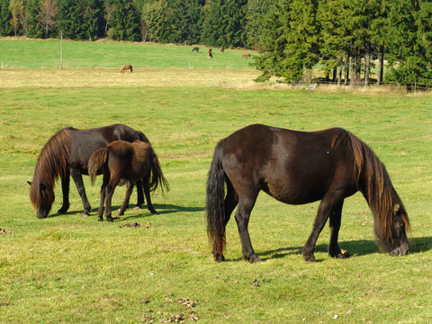 Grazing black Horses on the green Field