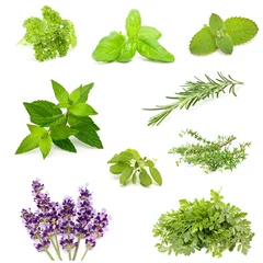Cercles muraux Aromatique herb collection