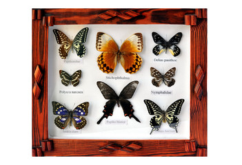 Fototapeta premium A framed and mounted collection of butterflies