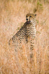 Wild cheetah sitting in the grass in Africa