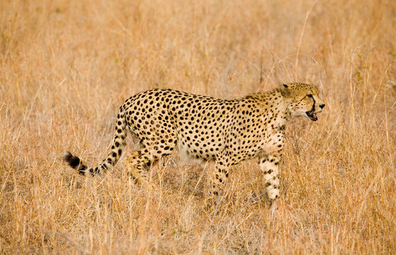Cheetah stalking in grass