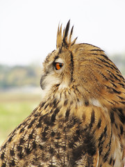 eagle owl bird during looking activity