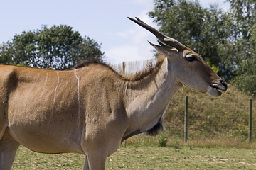 Fototapeta premium Eland in zoo