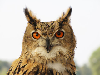 eagle owl bird during looking activity