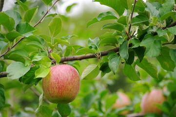 Oh!! My favorite aplee