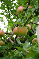 ねぇーどーして～