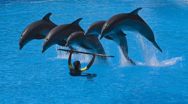 Exhibici&oacute;n de delfines.
