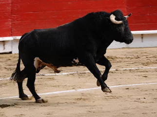 Photo sur Plexiglas Tauromachie Fighting Bull