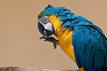 Parrot