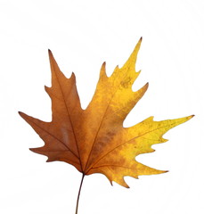 Obraz premium isolated yellow leaf
