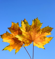 maple leaves