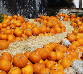Pumpkin Patch