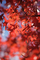 Fototapeta premium fall leaves