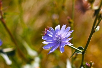 Blüte