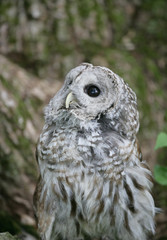 Adult Barred Owl looking into sky for predators