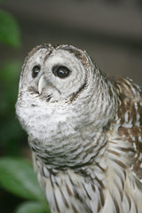 Adult Barred Owl Hooting