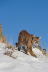 Mountain Lion Walking on Cliff
