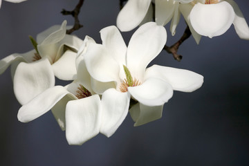 Beautiful White Magnolia Blossoms