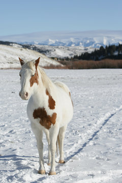 Beautiful paint Horse in a snow covered field © Dennis Donohue