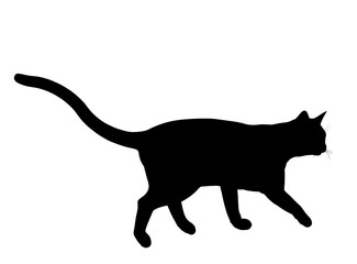 Cat Illustration Silhouette