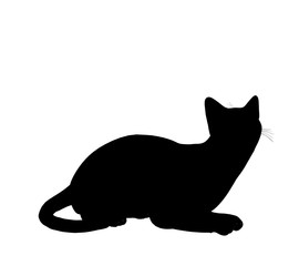 Cat Illustration Silhouette