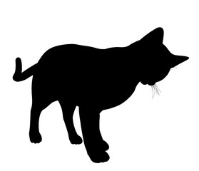 Cat Illustration Silhouette