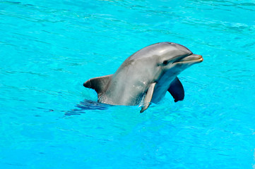 Dolphin swimming in a pool