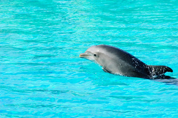 Fototapeta premium Dolphin swimming in a pool