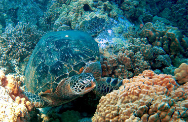 Green Sea Turtle