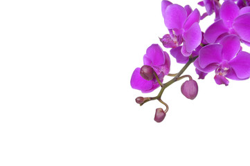 Naklejka na ściany i meble Pink orchid close up shot