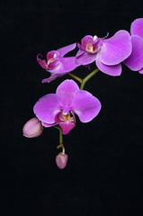 Background of buds with bloom orchid