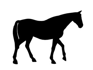 Horse Illustration Silhouette
