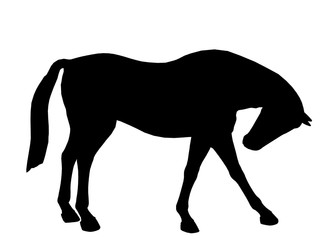 Obraz premium Horse Illustration Silhouette