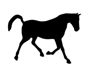 Horse Illustration Silhouette