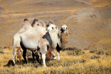 Altai camel