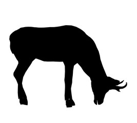 Deer Illustration Silhouette