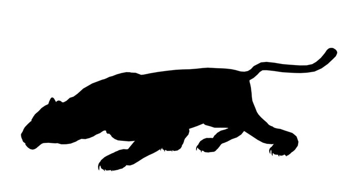 Panther Illustration Silhouette