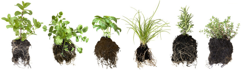 Herb Seedlings