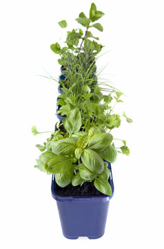 Herbs for Planting