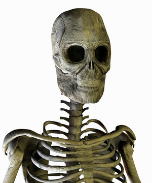 Skelett Oberk&ouml;rper