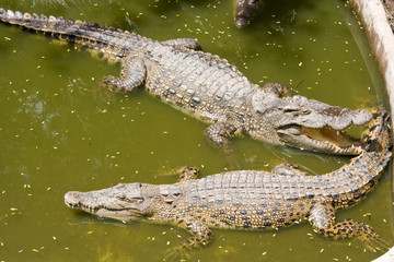 Crocodile