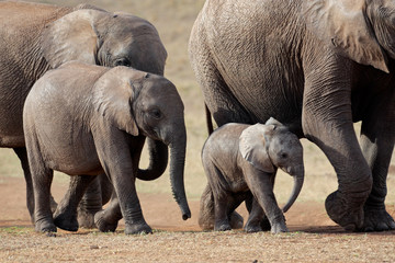 Fototapeta premium African elephant herd, South Africa