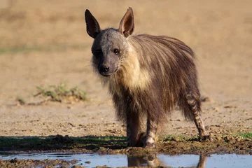 Foto op Aluminium Bruine hyena, Kalahari, Zuid-Afrika © EcoView